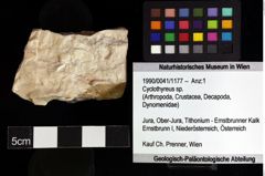 Foto (Objket + Etiketten) von Cyclothyreus sp. 